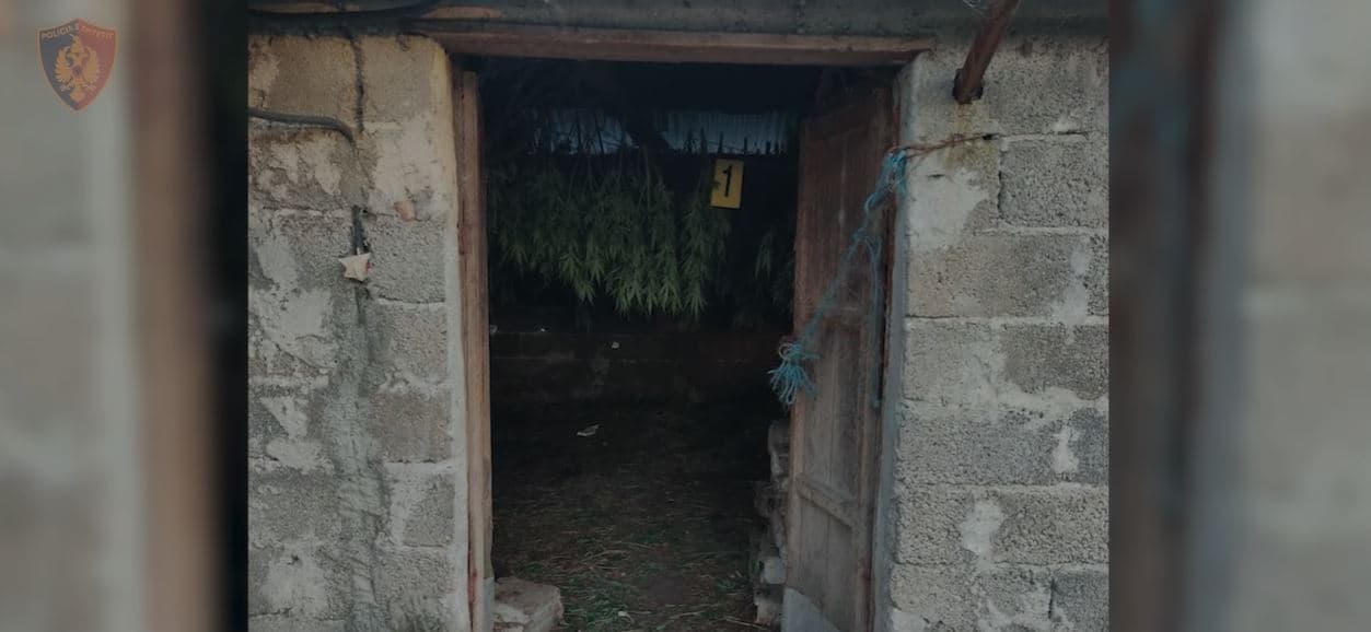 Zbulohet magazina e përshtatur për kanabis në Lezhë, një i arrestuar dhe një në kërkim