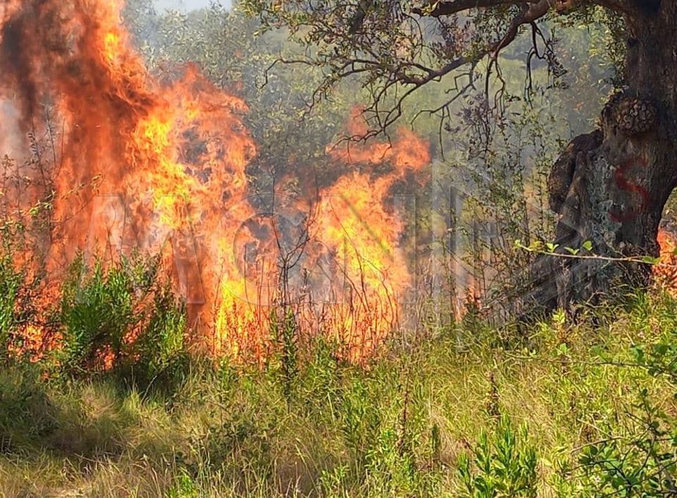 Vatër zjarri në Novoselë, rrezikohen sipërfaqe me ullinj dhe pemë frutore (Foto)