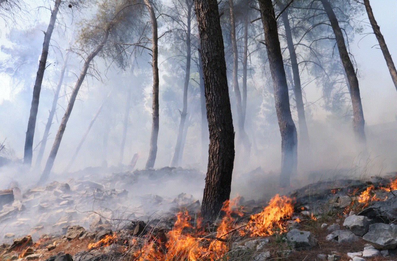 Krujë/ Zona pyjore në Krastë përfshihet nga zjarri