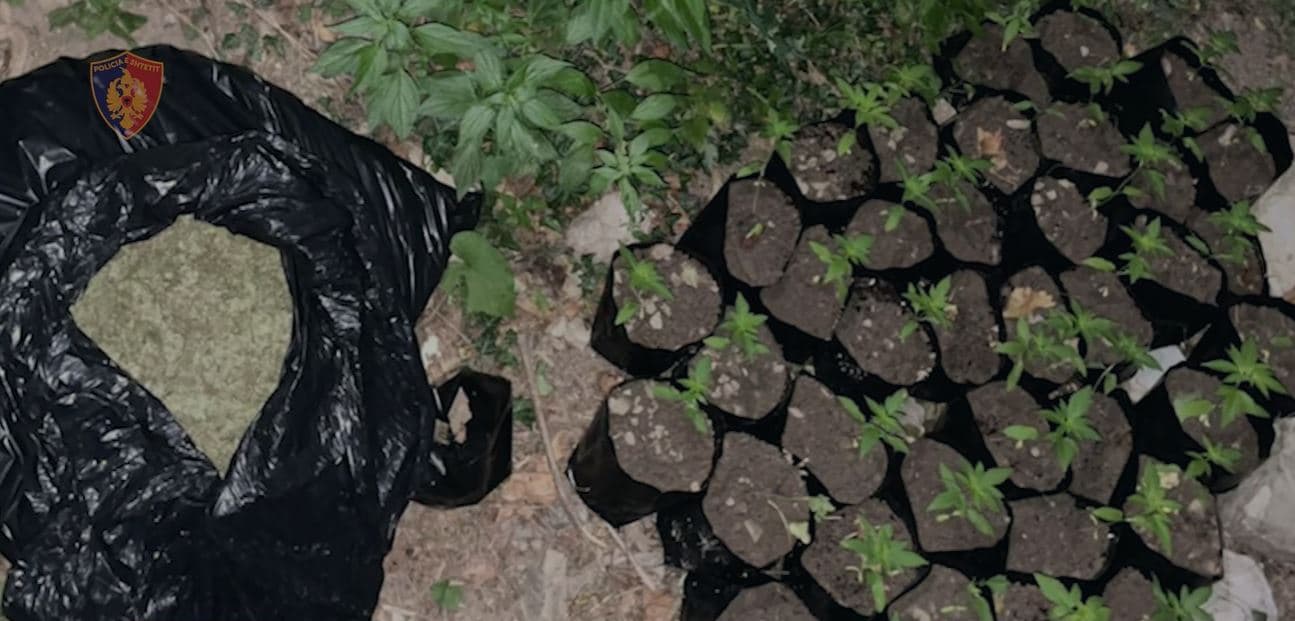 Fidanë me kanabis dhe rreth 4 kg në formë boçeje, arrestohen babë e bir në Krujë