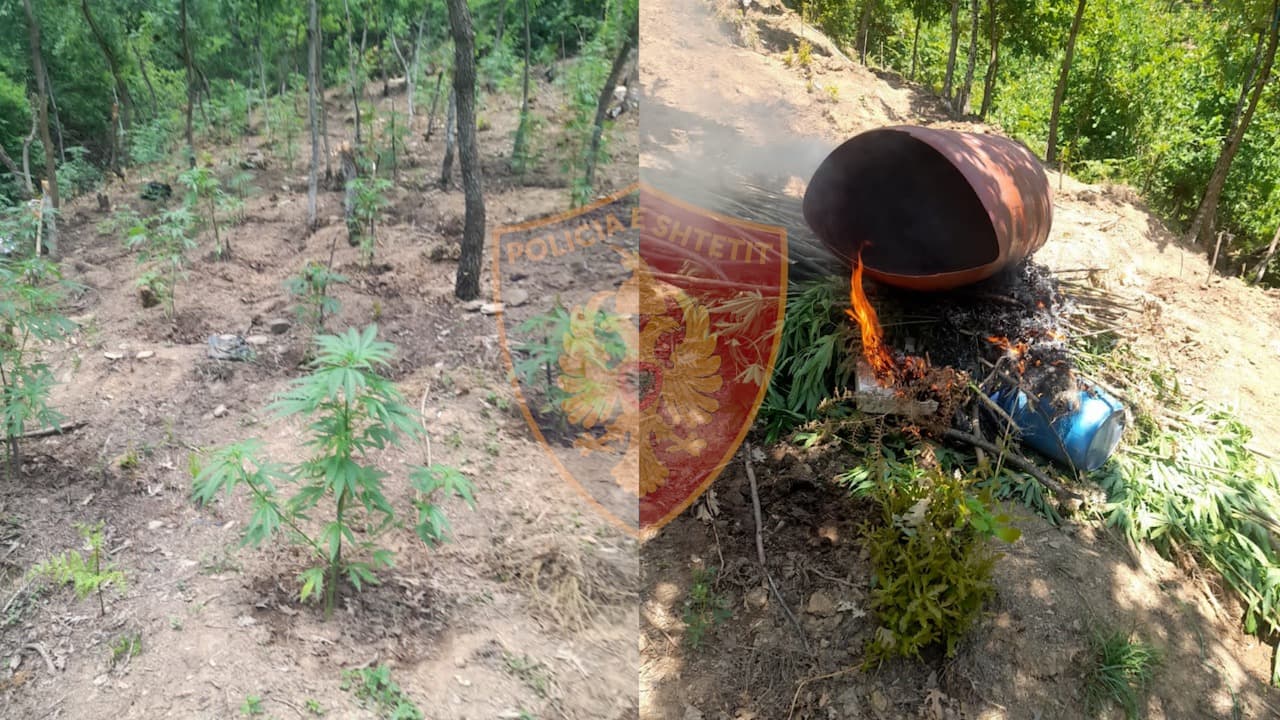 Zbulohet kanabis i mbjellë mes pyllit në Bulqizë, një i arrestuar