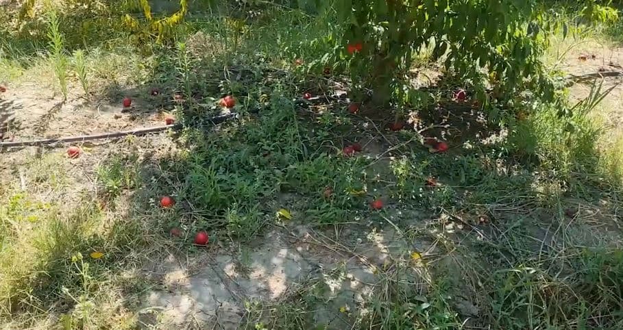 Lushnjë, gjithë pjeshkët në tokë/ Shkon dëm prodhimi i sezonit (VIDEO)