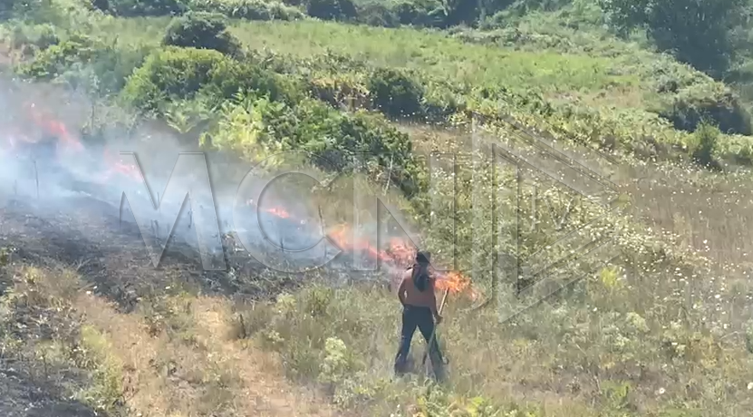 Zjarr në Peshtan të Fierit, përfshihen nga flakët sipërfaqe me ullinj, pemë frutore dhe drithë (Video)