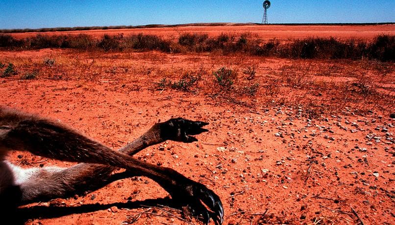 Australia nxjerr raportin zyrtar: Flora dhe fauna janë në rrezik të madh