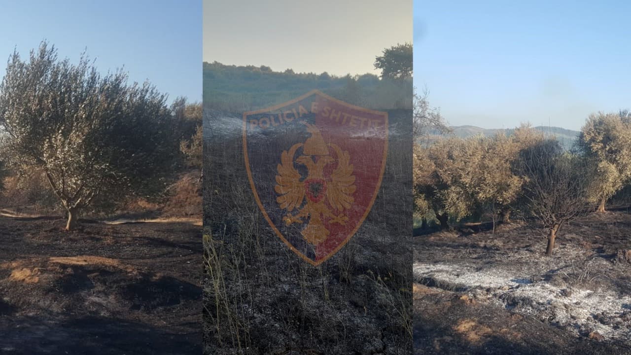 Dogjën nga pakujdesia qindra rrënjë me ullinj, procedohen tre shtetas në Lushnjë e Divjakë