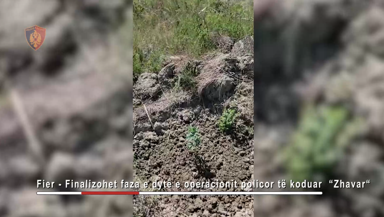 Mbollën mijëra rrënjë kanabis në parcelat me misër në Fier, shpallen në kërkim katër persona