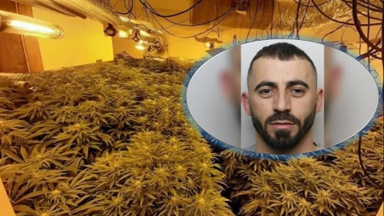 U kapën në një fermë kanabisi, dënohen dy shtetasit shqiptarë në Britani