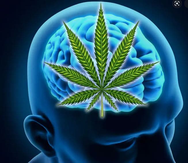 Studimi: Marijuana po krijon varësi në të gjithë botën