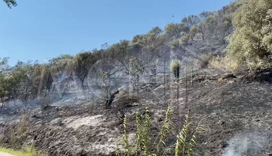 Aktivizohet një tjetër vatër zjarri në Fier, digjen sipërfaqe me ullishte dhe shkurre (Video)