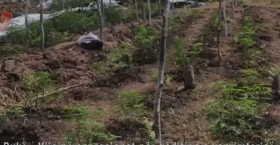 Video/ Parcelën e mbushur me kanabis, pranga babait 45-vjeçar, djalit dhe nipit të tij
