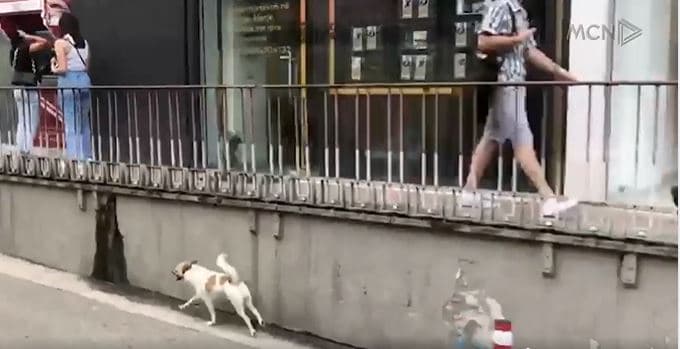 Një besnik si "Haçiko" edhe në Tiranë (VIDEO)