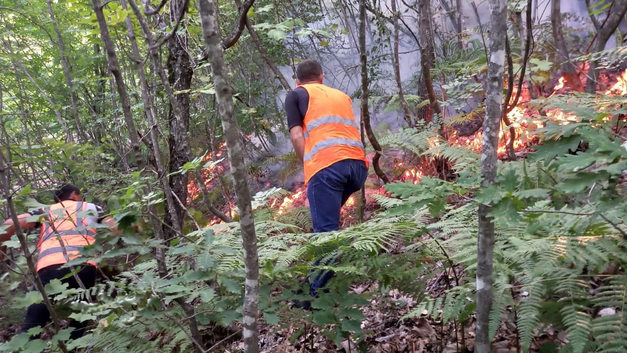 23 vatra zjarri në 24 orë/ Në aksion për fikjen e zjarreve edhe 60 efektivë të FA