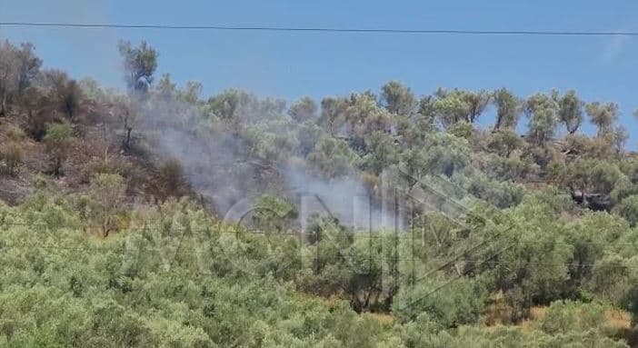   Digjen 20 hektarë me ullinj shekullor në kurorën e Elbasanit