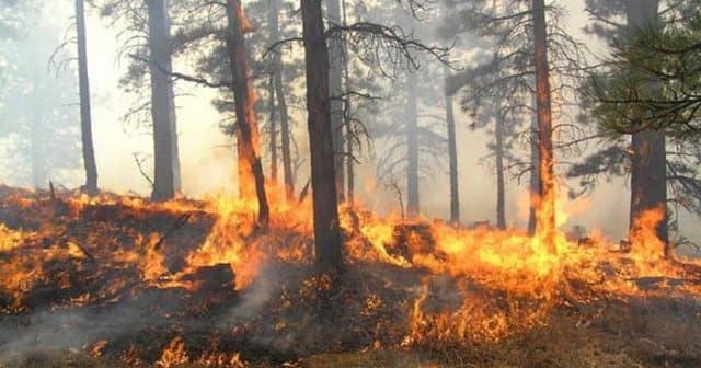 Normalizohet situata e zjarreve në vend, disa vatra të vogla ende aktive