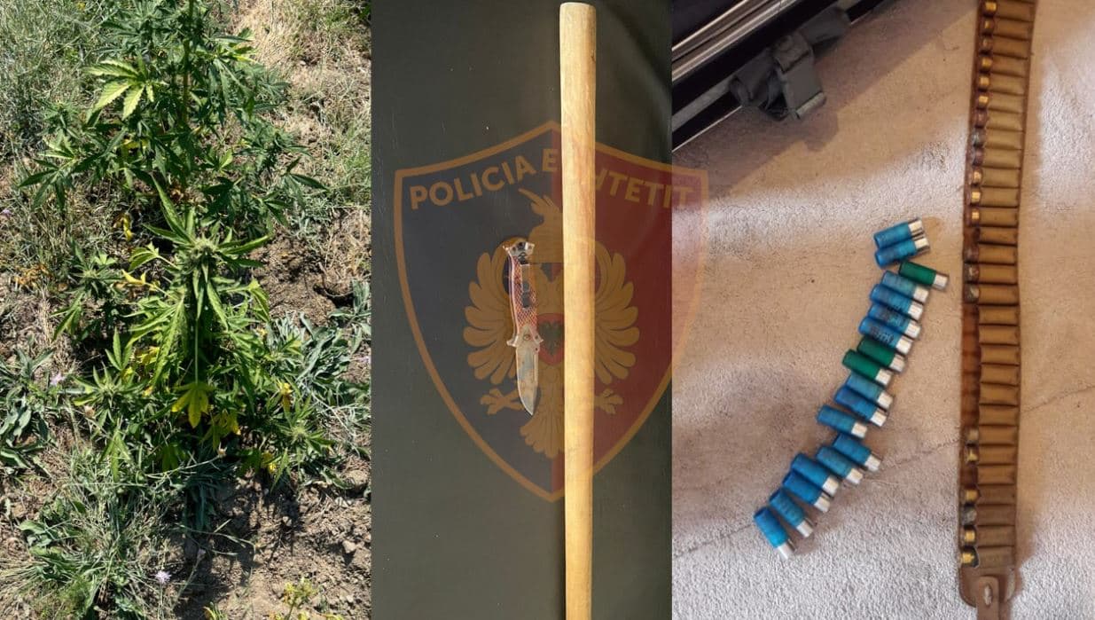 Kultivoi kanabis në Lezhë, arrestohet 53-vjeçari! Në pranga dhe dy të tjerë, goditën njëri-tjetrin me mjete të forta