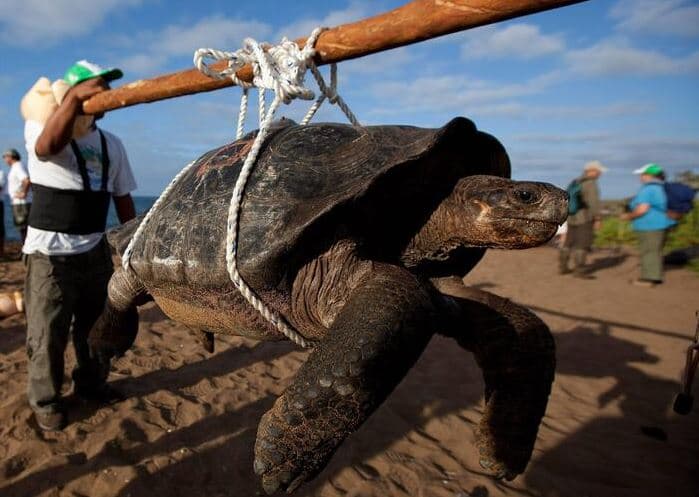 Ekuadori nis hetim për vrasjen e katër breshkave në Galapagos