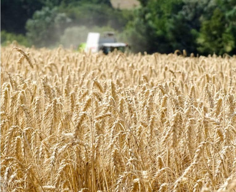 Mbështetja financiare nga qeveria, nis sot aplikimi për fermerët që kultivojnë grurë
