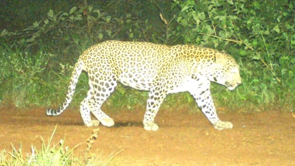 India vendos 300 njerëz për të kapur një leopard që po lëviz në qendrat e banuara