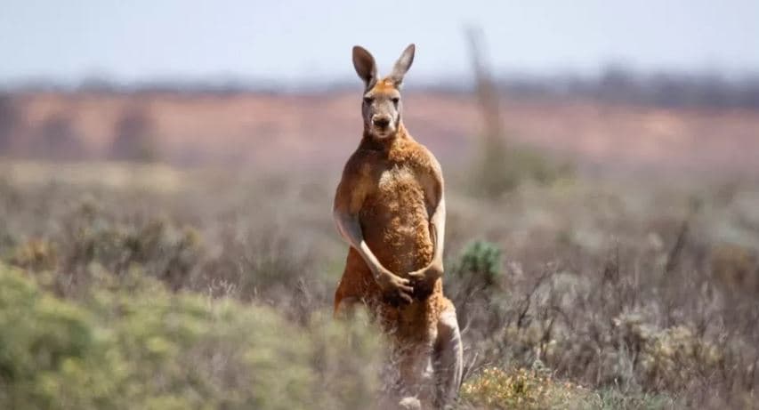 Australi, një person vritet nga kanguri që e mbante si kafshë shtëpiake