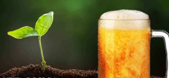 Jo vetëm për t'u pirë, birra edhe një pleh natyral i shkëlqyer për bimët