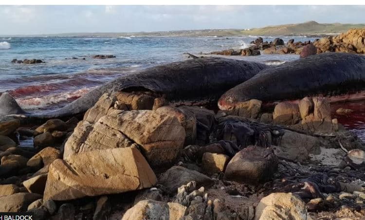Dhjetëra balena të ngordhura gjenden në plazhin australian