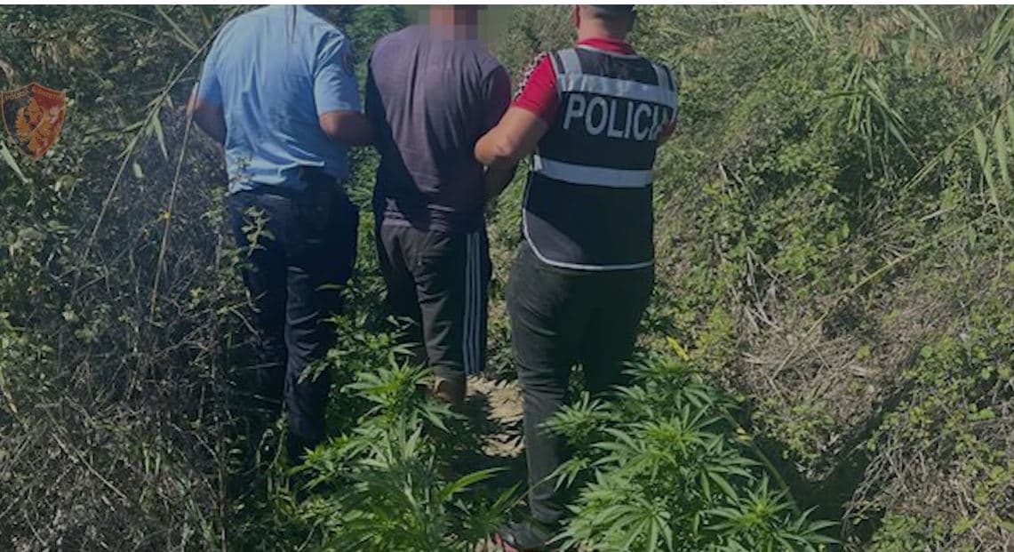 Zbulohet kanabis i mbjellë, pranga të riut në Fier 