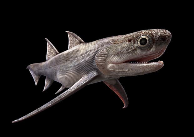 Një fosil peshku rishkruan historinë e evolucionit