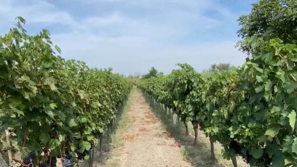 Kalbet në vreshta rrushi në Zadrimë, mungon tregu i shitjes (VIDEO)
