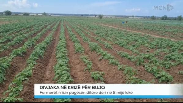 Divjaka në krizë për bujq, fermerët rrisin pagesën ditore deri në 2 mijë lekë (VIDEO)