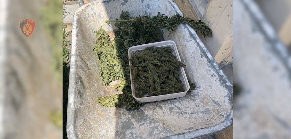 Sekuestrohen 20 kg kanabis në proces tharje, pranga të zotit të banesës në Fushë Krujë