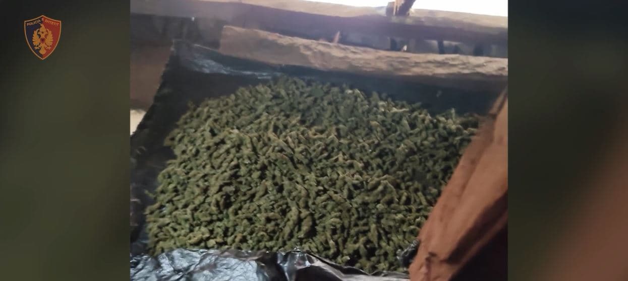 Sekuestrohen 83 kg kanabis në proces tharjeje, “Qarku” vë në pranga katër persona 