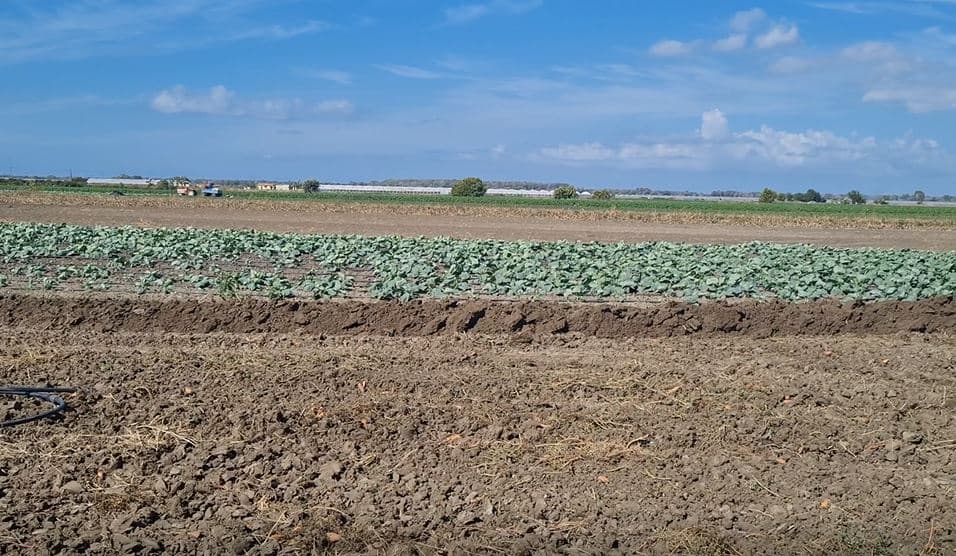 Video/ Fermerët e Divjakës mbesin jashtë skemave të qeverisë: Problem mbetet tregu