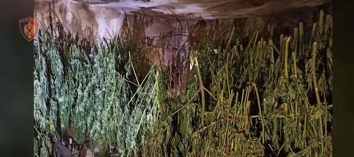 Emrat/ Policia asgjëson 150 bimë narkotike në Lezhë, arrestohen tre persona