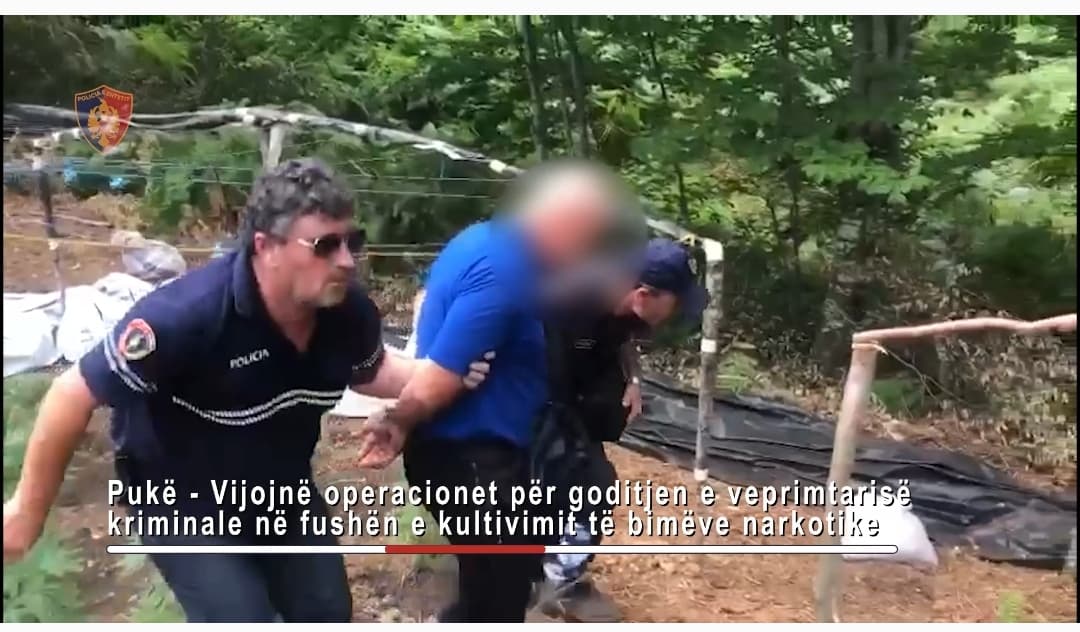 Kultivuan mbi 4 mijë bimë kanabisi në Pukë/ SPAK mbyll hetimet për grupin kriminal
