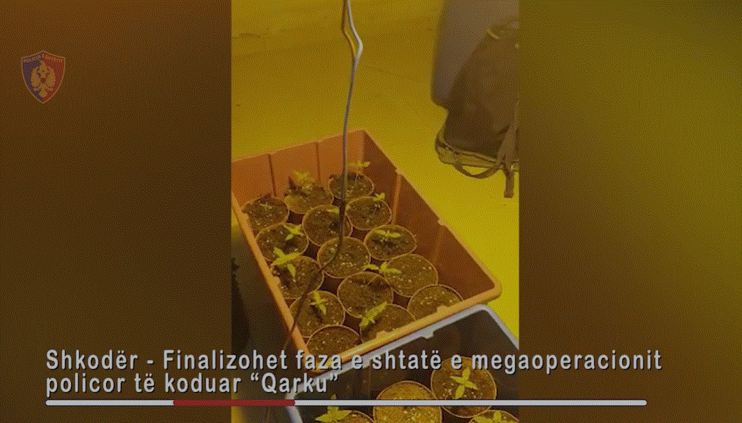Shkodër, policia zbulon një tjetër shtëpi bari 