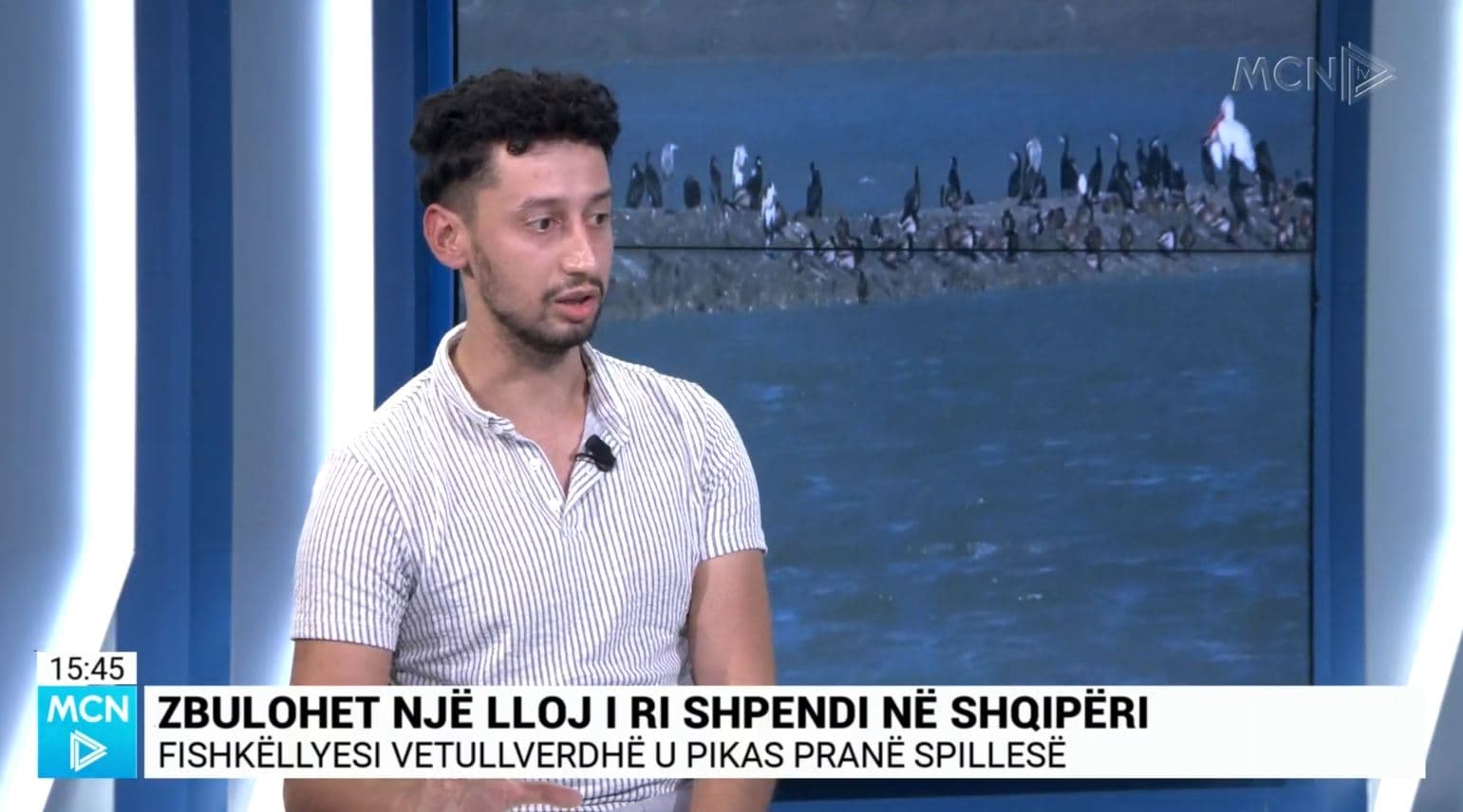 Pikasja e shpendit “fishkëllyesi vetullverdhë”/ Prendi: Shqipëria në një moment kritik në mbrojtjen e natyrës (VIDEO)