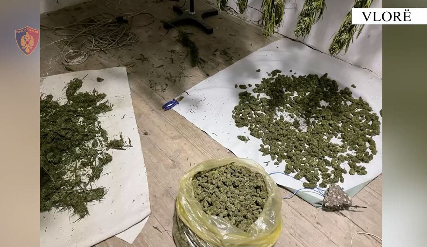 Arrestohen dy persona në Vlorë për kultivim bimësh narkotike, sekuestrohet dhe 13 kg kanabis