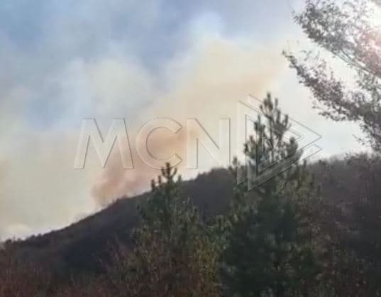 Përfshihet nga zjarri një sipërfaqe pyjore në Pogradec