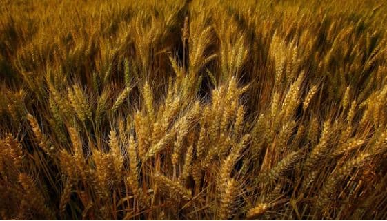 Kriza klimatike shkatërron të korrat, dënon qindra miliona njerëz të vdesin nga uria