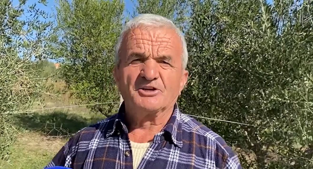 S’ka punëtorë për të vjelë ullinjtë në Lushnjë, gratë paguhen deri në 1500 lekë në ditë (VIDEO)