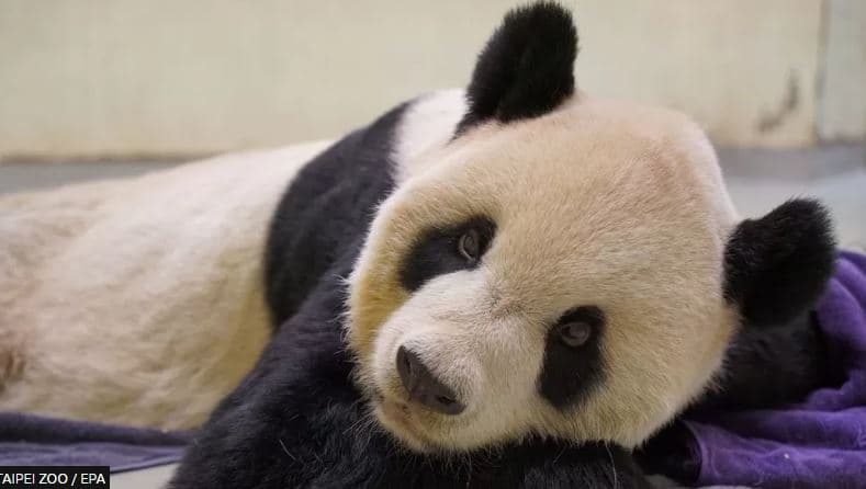 Ngordh panda gjigante e dhuruar Tajvanit nga Kina