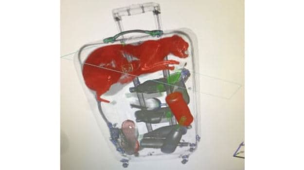 Stafi i aeroportit shokohet kur gjen mace brenda në valixhe
