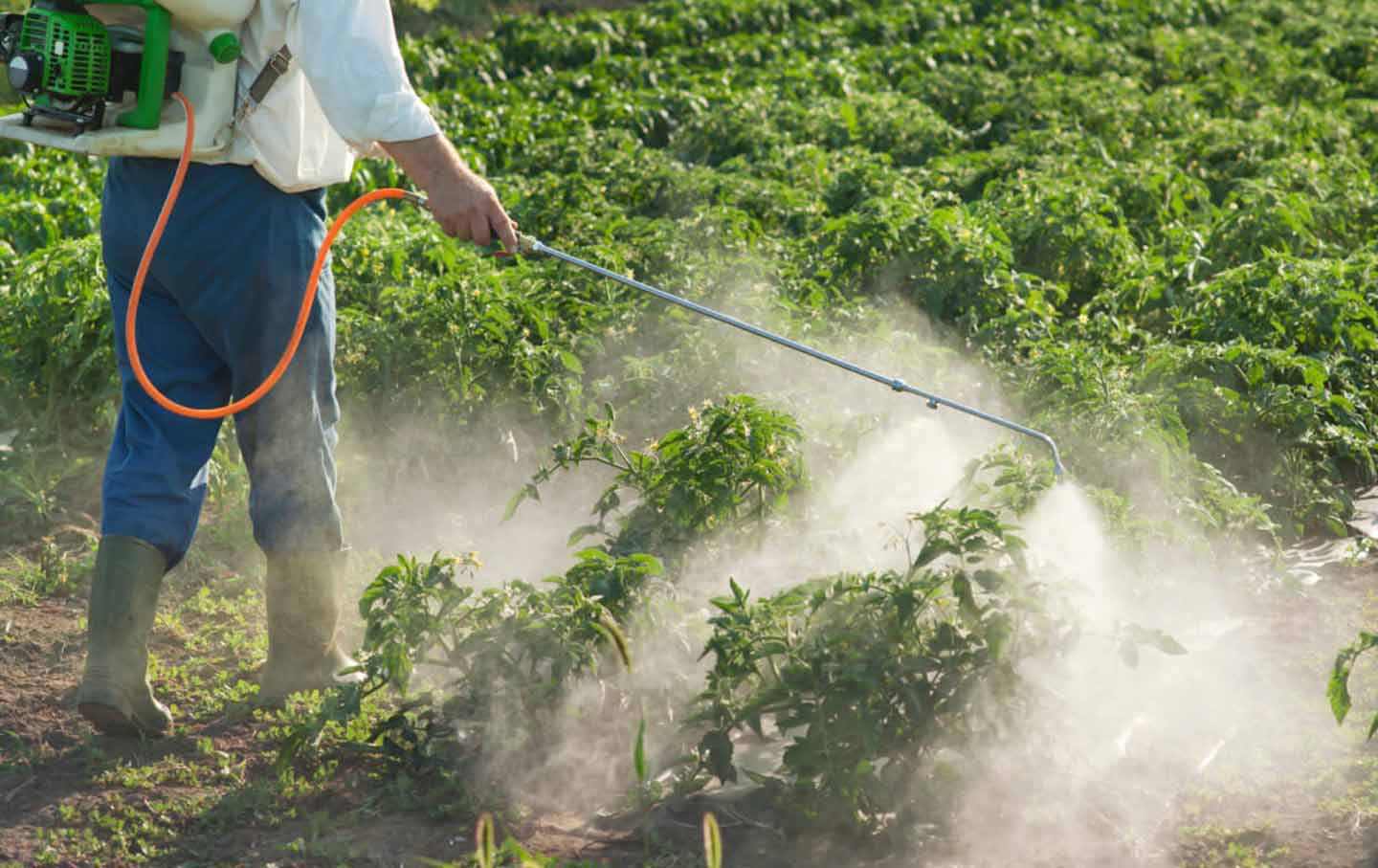 Pesticidet, të pranishme në flokët e 91% të punonjësve të Parlamentit Europian