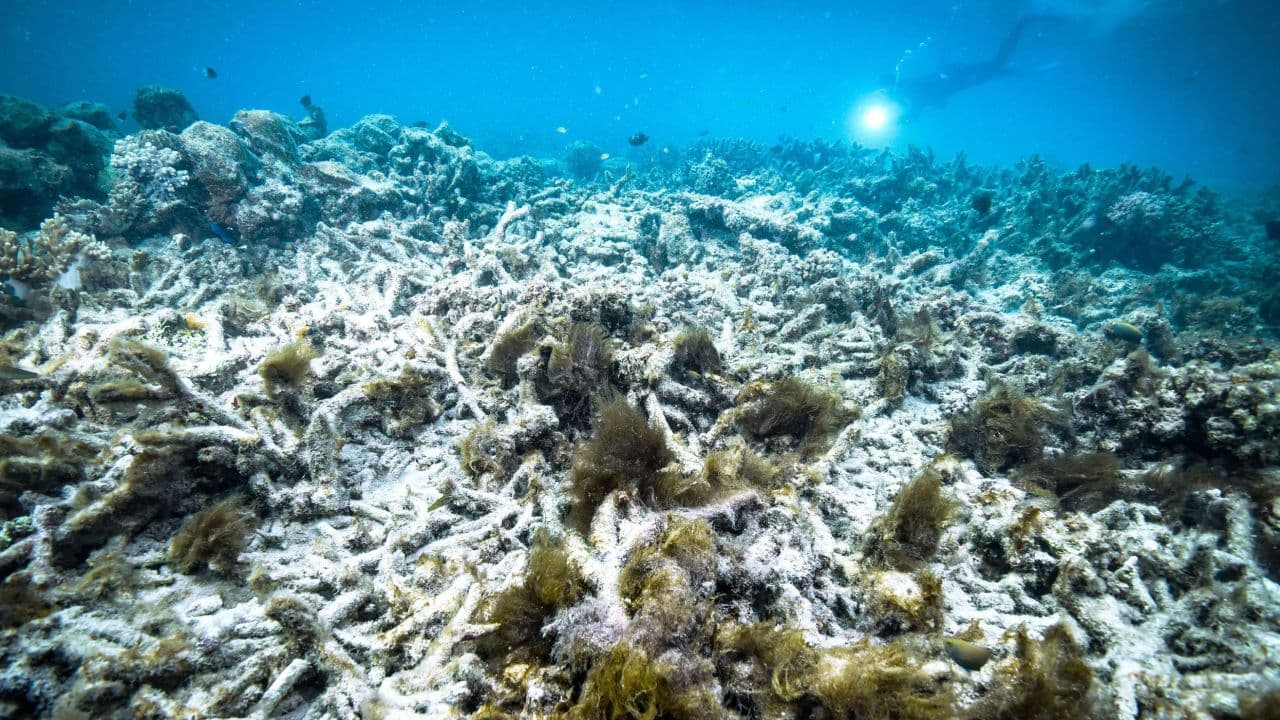 OKB: Barriera e Madhe koralore në Australi vendoset në listën e trashëgimisë botërore në rrezik