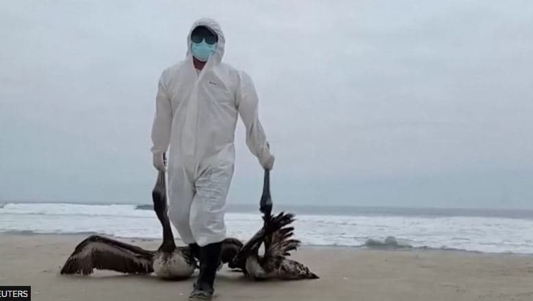 Gripi i shpendëve ‘vret’ mbi 5 mijë pelikanë në Peru