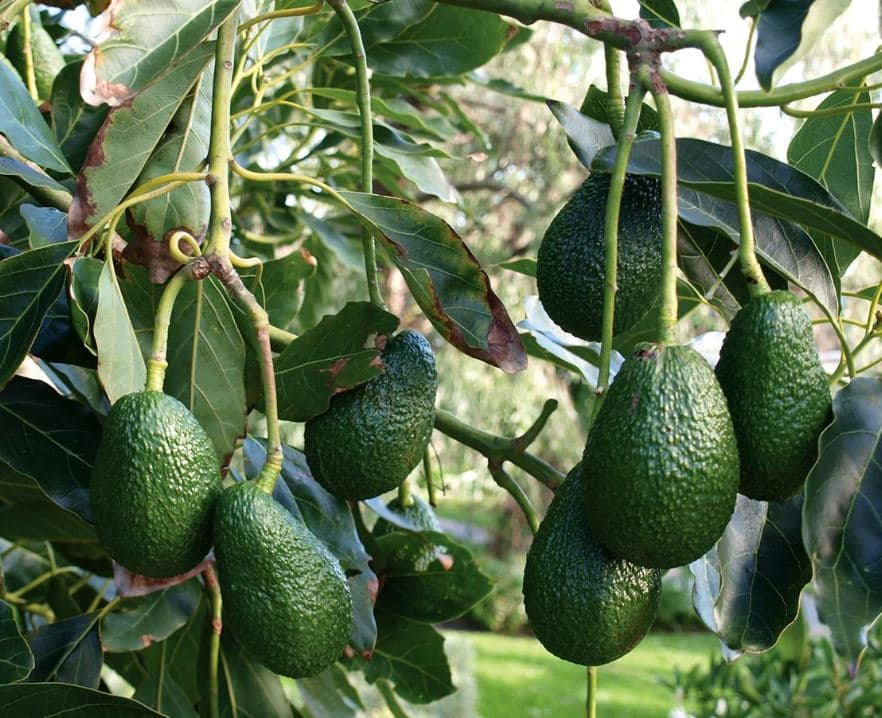 A është avokado një frut aq i shëndetshëm sa mendohet?