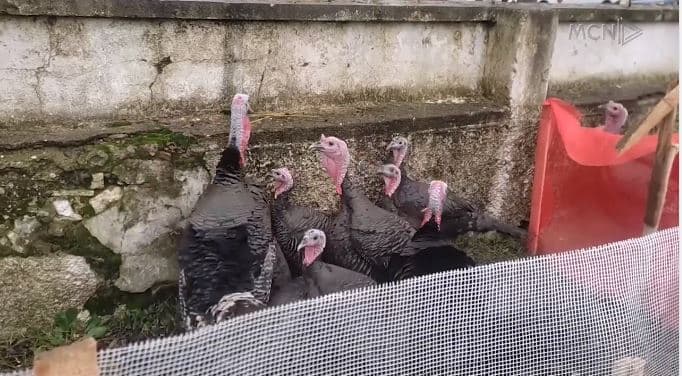 Gjelat e detit dalin në panair, rritet çmimi për “mbretin” e tryezës së fundvitit (VIDEO)