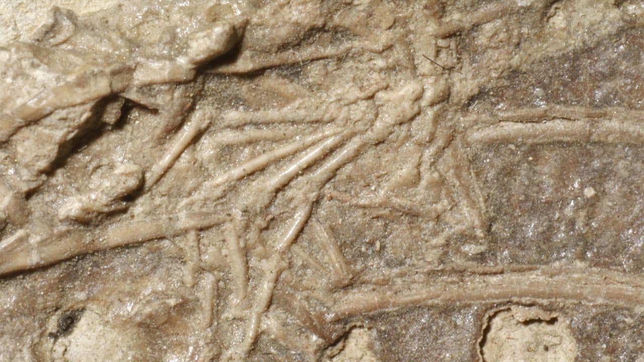 Zbulohen prova të rralla që dinozaurët ushqeheshin me gjitarë