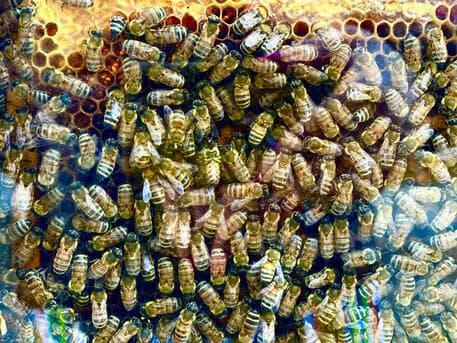 SHBA, miratohet vaksina e parë në botë për bletët
