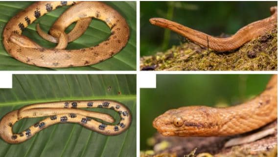 Zbulohet specie e re e gjarpërinjve xhuxh boa në pyllin tropikal të Amazonës